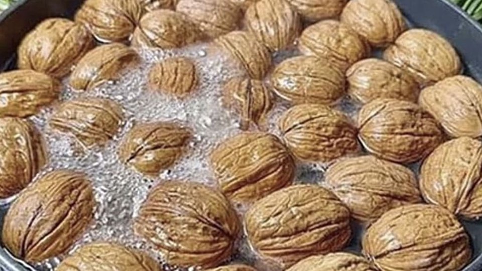 Estratto di Noci
